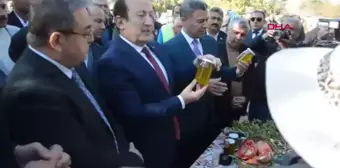 Mersin'de 1300 Yaşındaki Anıt Zeytin Ağaçından Hasat Yapıldı