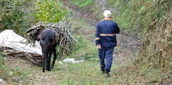 Giresun'da Yüzlerce Yıldır Süren Katırcılık Mesleği Tehlikede