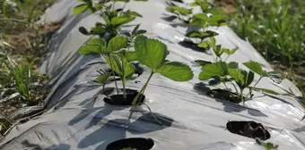 Hatay'da Depremden Etkilenen Çiftçilere 500 Bin Çilek Fidesi Dağıtıldı