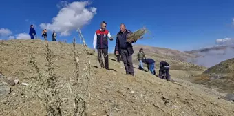 Erzurum'da Tuz Çalısı Fideleri Dikildi