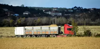 Sinop'ta Çeltik Hasadı Tamamlandı: Zorlu Hava Şartları ve Düşük Piyasa