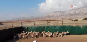 Cudi Dağı'na 30 Nesli Tükenme Tehlikesindeki Ceylan Salındı