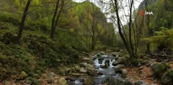 Kocaeli Ormanlarında Sonbahar Renkleri Büyülüyor