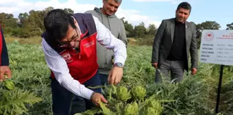 Muğla'da Enginar Hasadı ve Organik Gökova Susamı Desteği