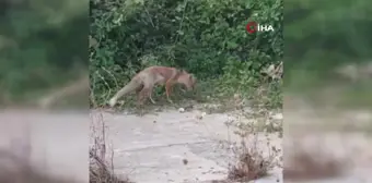 Yayla Komşusu Tilkiyi Besleyen Adamın Şefkati