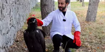 Yaralı Kara Akbaba Tedavi Altına Alındı