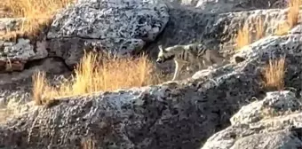 Adıyaman'da Nesli Tehlikede Çizgili Sırtlan Görüntülendi