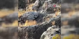 Adıyaman'da Nesli Tehlikede Çizgili Sırtlan Görüldü