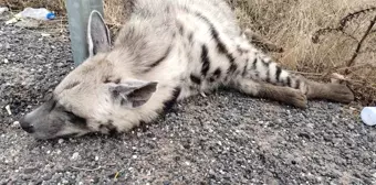 Şanlıurfa'da Nesli Tükenmekte Olan Çizgili Sırtlan Hayatını Kaybetti