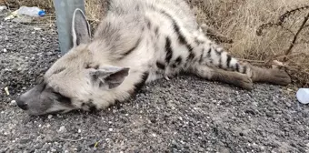 Halfeti'de Nesli Tükenme Tehlikesi Altındaki Çizgili Sırtlan Ölü Bulundu