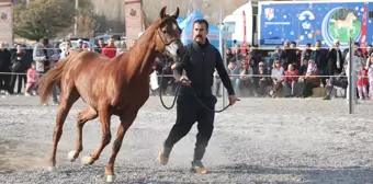 Ürgüp’te En Güzel Atlar Yarıştı