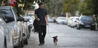 Felçli Köpek Kök Hücre Tedavisiyle Yürümeye Başladı