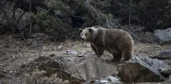 Munzur Vadisi Milli Parkı'nda Bozayı Görüntülendi