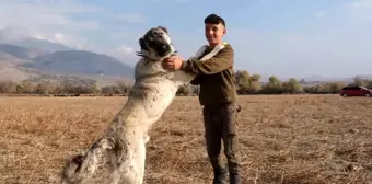 Çobanlıkta Çoban Köpeklerinin Önemi