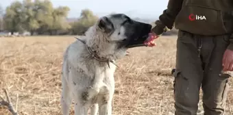 Çobanların En Güvendiği Dostları: Çoban Köpekleri