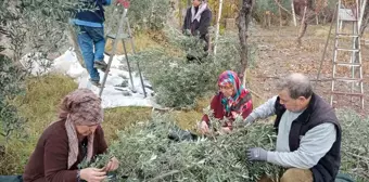 Eskişehir'de Zeytin Hasadı Rekoru: Dönümden 2 Ton Ürün