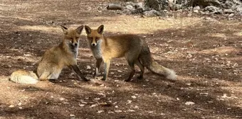 Termessos Antik Kenti'nde Tilki Şaşkınlığı