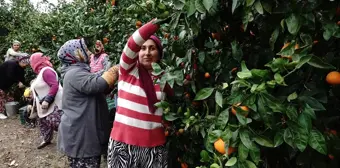 Havran'da Coğrafi İşaretli Satsuma Mandalinasında 20 Bin Ton Rekolte Bekleniyor