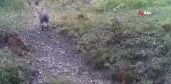 Bolu'da Yaban Hayatı Fotokapanlarla Gözlemlendi