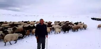 Bitlis'te Kar Yağışı Besicileri Zor Durumda Bıraktı