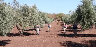 Kilis'te Zeytin Hırsızlarına Karşı Jandarma Denetimi