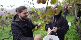 Ziraat Fakültesi Öğrencileri Kivi Hasadı Yaptı