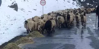 Van'ın Çatak İlçesinde Besiciler Kış Şartlarıyla Mücadele Ediyor