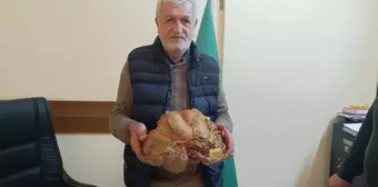 Hatay'da Çiftçi 7.2 Kilogramlık Tatlı Patates Yetiştirdi