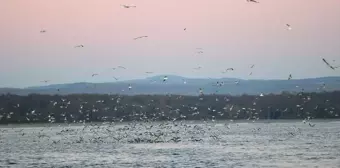 Kıyıköy'deki Martılar Balıkçıları Peşinden Ayrılmıyor