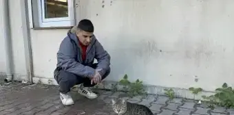 Adana'da Kedi, İşçinin Yemeğini Çaldı