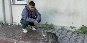 Adana'da Kedi, İşçinin Yemeğini Çaldı