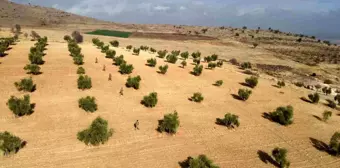 Kilis'te Zeytin Hırsızlıklarına Karşı Jandarmadan 7/24 Nöbet