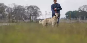 Karacabey'de Safkan Kangal ve Akbaş Köpek Yetiştiriliyor