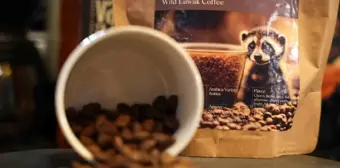 Dünyanın En Pahalı Kahvesi 'Kopi Luwak' Sakarya'da Satışa Sunuldu