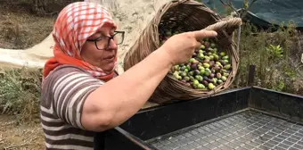 Zeytin Hasadı İçin İşçi Bulamıyorlar