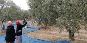 Şarköy'de Zeytin Hasadı Coşkusu