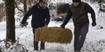 Bolu'da Yılkı Atları İçin Yem Bırakıldı