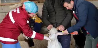 Zorlu Kış Şartlarında Van'da Hayvan Aşı ve Kimliklendirme Çalışmaları Sürüyor