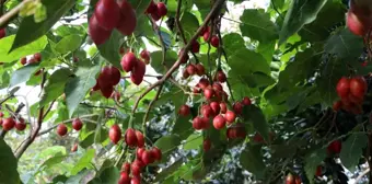 Rize'de Tropikal Tamarillo Meyvesi Yetiştiriliyor