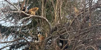 Yozgat'ta Esnaf, Sahipsiz Kedilere Sahip Çıktı