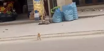 Nusaybin'deki Kedi Her Sabah Simit Alıyor