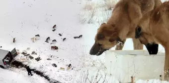 Tamı tamına 12 ton! Suriye'den geri dönen ürünler sokak köpeklerine yem oldu