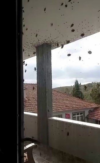 İki ilçeyi birden istila ettiler! Binalar adeta renk değiştirdi