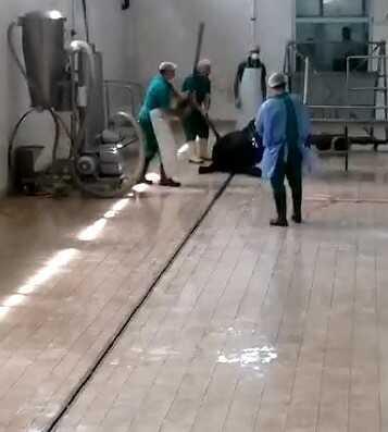 Adana Et Kombinası'nda Hayvana Şiddet Görüntüleri: 2 Personel Gözaltına Alındı