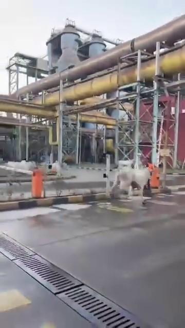 Kaza yaptıktan sonra alevlere teslim olan tırdaki 2 kişi öldü, taşınan anguslar otobana yayıldı