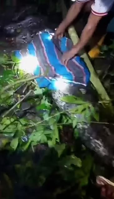 Kayıp çiftçi, 7 metrelik piton yılanın karnında bulundu