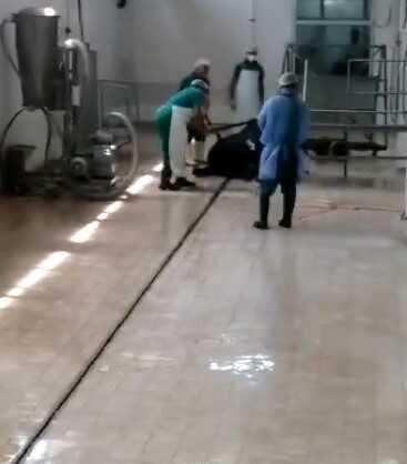 Adana Et Kombinası'nda Hayvana Şiddet Görüntüleri: 2 Personel Gözaltına Alındı