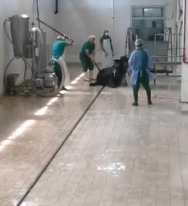 Adana Et Kombinası'nda Hayvana Şiddet Görüntüleri: 2 Personel Gözaltına Alındı