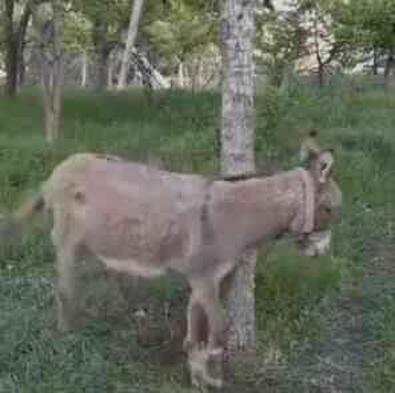 Kayseri'de başıboş bir eşeğin ısırdığı kadın yaralandı