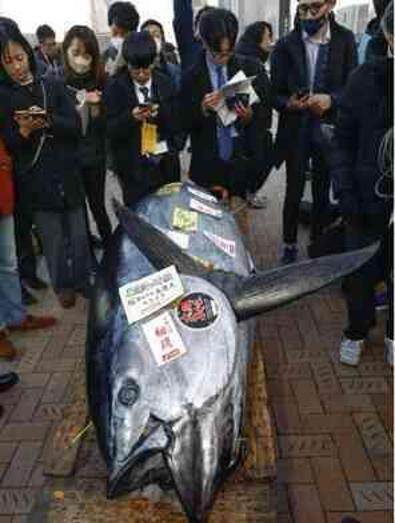 Tokyo'da 227 kilo ağırlığındaki dev mavi yüzgeçli ton balığı, açık artırımda 800,000 dolara satıldı